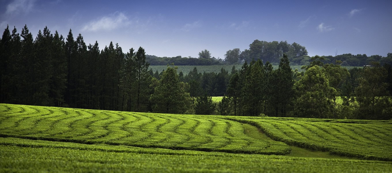 Plantaciones